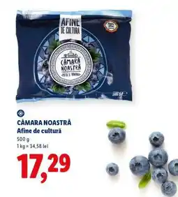 Lidl CĂMARA NOASTRĂ Afine de cultură Ofertă