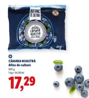 CĂMARA NOASTRĂ Afine de cultură