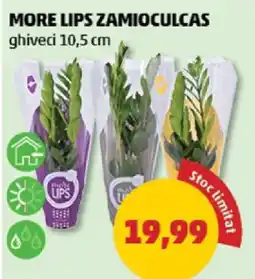 Penny MORE LIPS ZAMIOCULCAS Ofertă