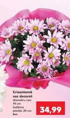 Kaufland Crizantemă vas decorat Ofertă