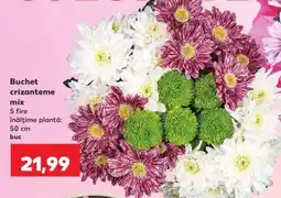 Kaufland Buchet crizanteme mix Ofertă
