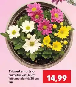 Kaufland Crizantema trio Ofertă