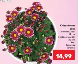 Kaufland Crizantema mix Ofertă