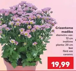 Kaufland Crizantemă madiba Ofertă