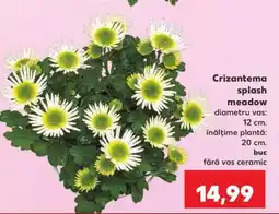 Kaufland Crizantema splash meadow Ofertă