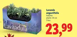 Lidl Lavanda angustifolia Ofertă
