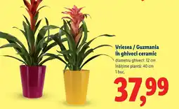 Lidl Vriesea/Guzmania în ghiveci ceramic Ofertă