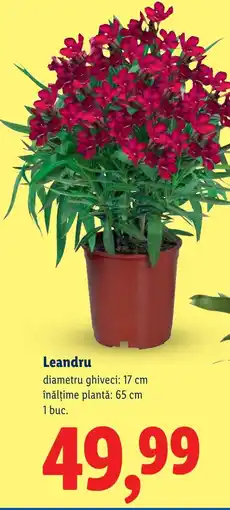 Lidl Leandru Ofertă