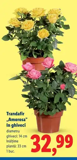 Lidl Trandafir „Amorosa" în ghiveci Ofertă