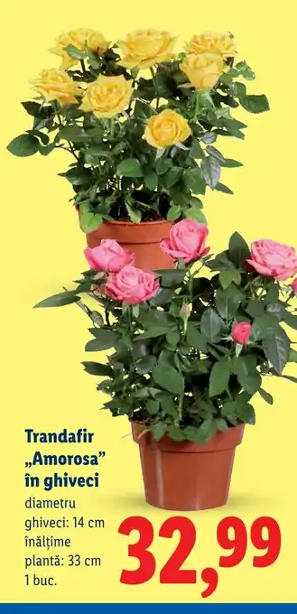 Lidl Trandafir „Amorosa" în ghiveci Ofertă