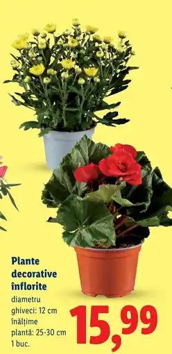 Lidl Plante decorative înflorite Ofertă