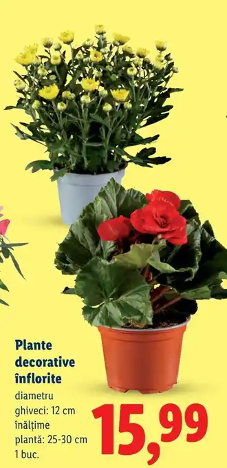 Lidl Plante decorative înflorite Ofertă