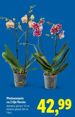 Lidl Phalaenopsis cu 2 tije florale Ofertă
