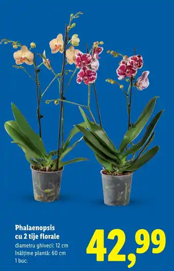 Lidl Phalaenopsis cu 2 tije florale Ofertă