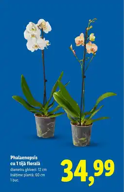 Lidl Phalaenopsis cu 1 tijǎ floralǎ Ofertă