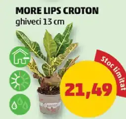 Penny MORE LIPS CROTON Ofertă
