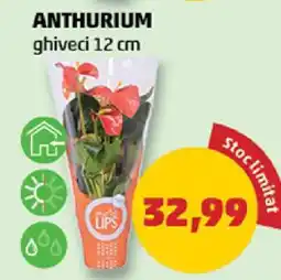 Penny Anthurium Ofertă