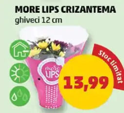 Penny MORE LIPS CRIZANTEMA Ofertă