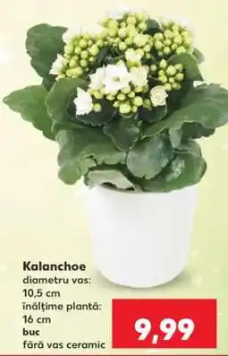 Kaufland Kalanchoe Ofertă