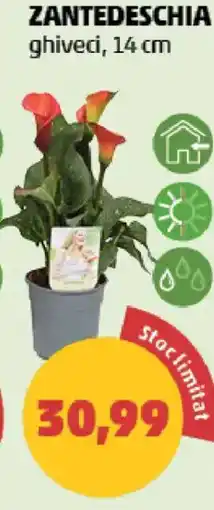 Penny Zantedeschia Ofertă