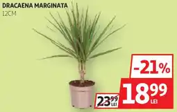 Auchan Dracaena marginata 12cm Ofertă