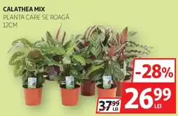 Auchan Calathea mix Ofertă