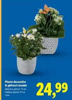Lidl Plante decorative în ghiveci ceramic Ofertă