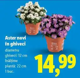 Lidl Aster novi în ghiveci Ofertă