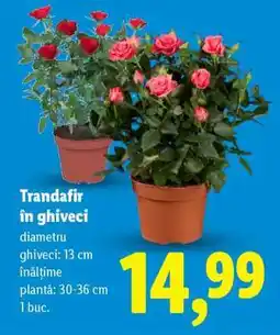 Lidl Trandafir în ghiveci Ofertă