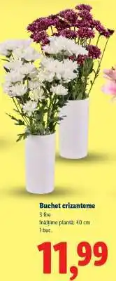 Lidl Buchet crizanteme Ofertă