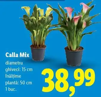 Lidl Calla Mix Ofertă