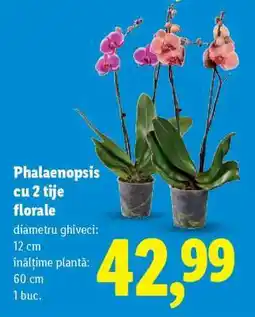 Lidl Phalaenopsis cu 2 tije florale Ofertă