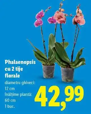 Lidl Phalaenopsis cu 2 tije florale Ofertă