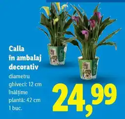 Lidl Calla în ambalaj decorativ Ofertă
