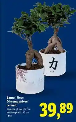 Lidl Bonsai, Ficus Ginseng, ghiveci ceramic Ofertă