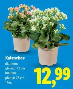 Lidl Kalanchoe Ofertă