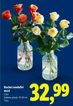 Lidl Buchet randafiri maxi Ofertă