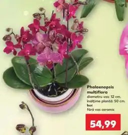 Kaufland Phalaenopsis multiflora Ofertă