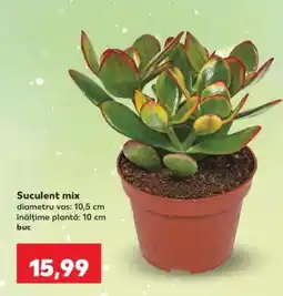 Kaufland Suculent mix Ofertă