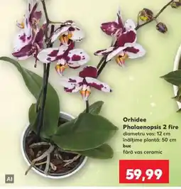 Kaufland Orhidee Phalaenopsis 2 fire Ofertă