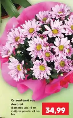 Kaufland Crizantemă vas decorat Ofertă