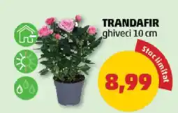 Penny TRANDAFIR ghiveci 10 cm Ofertă