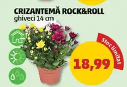 Penny CRIZANTEMĂ ROCK&ROLL Ofertă
