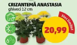 Penny CRIZANTEMA ANASTASIA Ofertă
