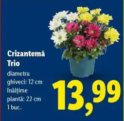 Lidl Crizantema trio Ofertă
