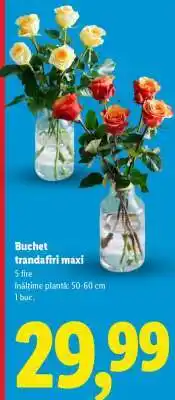 Lidl Buchet trandafiri maxi Ofertă