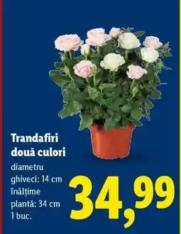 Lidl Trandafiri două culori Ofertă