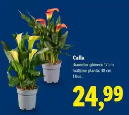 Lidl Calla Ofertă