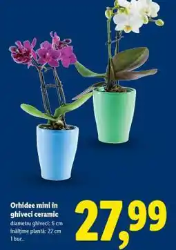 Lidl Orhidee mini în ghiveci ceramic Ofertă