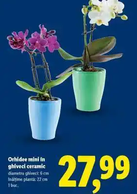 Lidl Orhidee mini în ghiveci ceramic Ofertă